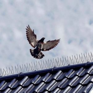 Product Image of Polycarbonate Bird Spikes in Vataman